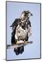 Immature Bald Eagle with a Fish-Hal Beral-Mounted Photographic Print