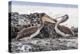 Immature Brown Pelicans (Pelecanus Occidentalis) Inspecting Each Others Bills at Puerto Egas-Michael Nolan-Stretched Canvas