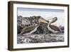 Immature Brown Pelicans (Pelecanus Occidentalis) Inspecting Each Others Bills at Puerto Egas-Michael Nolan-Framed Photographic Print