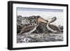 Immature Brown Pelicans (Pelecanus Occidentalis) Inspecting Each Others Bills at Puerto Egas-Michael Nolan-Framed Photographic Print