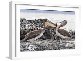 Immature Brown Pelicans (Pelecanus Occidentalis) Inspecting Each Others Bills at Puerto Egas-Michael Nolan-Framed Photographic Print