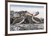 Immature Brown Pelicans (Pelecanus Occidentalis) Inspecting Each Others Bills at Puerto Egas-Michael Nolan-Framed Photographic Print