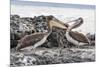 Immature Brown Pelicans (Pelecanus Occidentalis) Inspecting Each Others Bills at Puerto Egas-Michael Nolan-Mounted Photographic Print