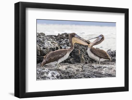 Immature Brown Pelicans (Pelecanus Occidentalis) Inspecting Each Others Bills at Puerto Egas-Michael Nolan-Framed Photographic Print