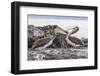 Immature Brown Pelicans (Pelecanus Occidentalis) Inspecting Each Others Bills at Puerto Egas-Michael Nolan-Framed Photographic Print