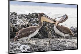 Immature Brown Pelicans (Pelecanus Occidentalis) Inspecting Each Others Bills at Puerto Egas-Michael Nolan-Mounted Photographic Print