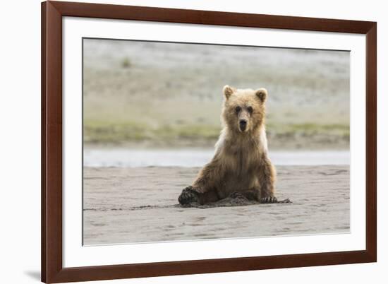 Immature coastal grizzly bear sits on beach. Lake Clark National Park, Alaska.-Brenda Tharp-Framed Premium Photographic Print