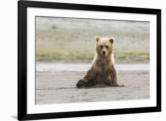 Immature coastal grizzly bear sits on beach. Lake Clark National Park, Alaska.-Brenda Tharp-Framed Premium Photographic Print