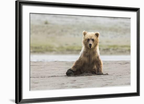 Immature coastal grizzly bear sits on beach. Lake Clark National Park, Alaska.-Brenda Tharp-Framed Premium Photographic Print