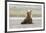 Immature coastal grizzly bear sits on beach. Lake Clark National Park, Alaska.-Brenda Tharp-Framed Premium Photographic Print