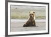 Immature coastal grizzly bear sits on beach. Lake Clark National Park, Alaska.-Brenda Tharp-Framed Premium Photographic Print