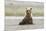 Immature coastal grizzly bear sits on beach. Lake Clark National Park, Alaska.-Brenda Tharp-Mounted Premium Photographic Print