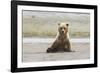 Immature coastal grizzly bear sits on beach. Lake Clark National Park, Alaska.-Brenda Tharp-Framed Photographic Print