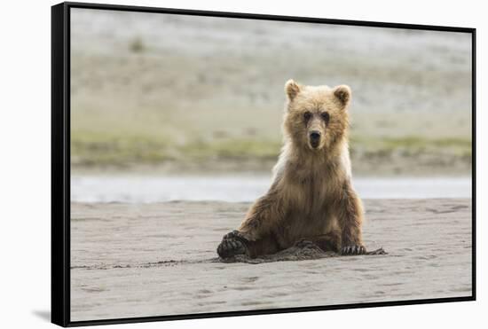 Immature coastal grizzly bear sits on beach. Lake Clark National Park, Alaska.-Brenda Tharp-Framed Stretched Canvas