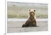 Immature coastal grizzly bear sits on beach. Lake Clark National Park, Alaska.-Brenda Tharp-Framed Photographic Print