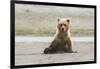 Immature coastal grizzly bear sits on beach. Lake Clark National Park, Alaska.-Brenda Tharp-Framed Photographic Print