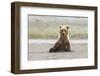 Immature coastal grizzly bear sits on beach. Lake Clark National Park, Alaska.-Brenda Tharp-Framed Photographic Print