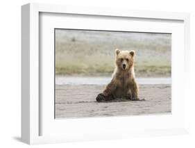 Immature coastal grizzly bear sits on beach. Lake Clark National Park, Alaska.-Brenda Tharp-Framed Photographic Print