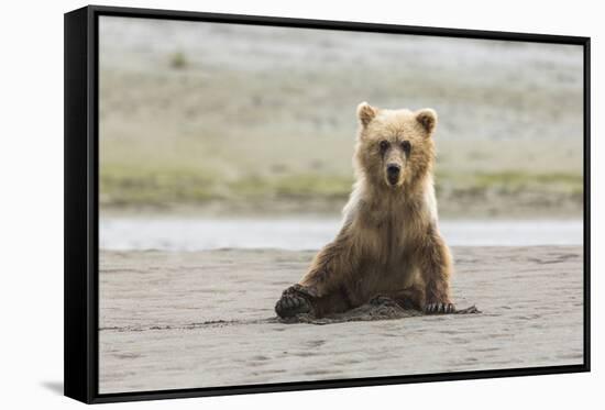 Immature coastal grizzly bear sits on beach. Lake Clark National Park, Alaska.-Brenda Tharp-Framed Stretched Canvas