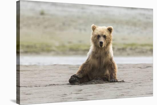 Immature coastal grizzly bear sits on beach. Lake Clark National Park, Alaska.-Brenda Tharp-Stretched Canvas