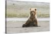 Immature coastal grizzly bear sits on beach. Lake Clark National Park, Alaska.-Brenda Tharp-Stretched Canvas