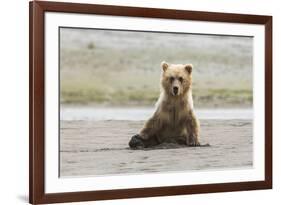 Immature coastal grizzly bear sits on beach. Lake Clark National Park, Alaska.-Brenda Tharp-Framed Photographic Print