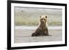 Immature coastal grizzly bear sits on beach. Lake Clark National Park, Alaska.-Brenda Tharp-Framed Photographic Print