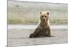 Immature coastal grizzly bear sits on beach. Lake Clark National Park, Alaska.-Brenda Tharp-Mounted Photographic Print