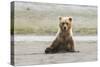 Immature coastal grizzly bear sits on beach. Lake Clark National Park, Alaska.-Brenda Tharp-Stretched Canvas