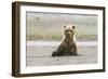 Immature coastal grizzly bear sits on beach. Lake Clark National Park, Alaska.-Brenda Tharp-Framed Photographic Print