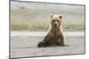 Immature coastal grizzly bear sits on beach. Lake Clark National Park, Alaska.-Brenda Tharp-Mounted Photographic Print