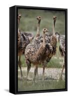 Immature common ostrich (Struthio camelus), Kgalagadi Transfrontier Park, South Africa, Africa-James Hager-Framed Stretched Canvas