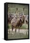 Immature common ostrich (Struthio camelus), Kgalagadi Transfrontier Park, South Africa, Africa-James Hager-Framed Stretched Canvas