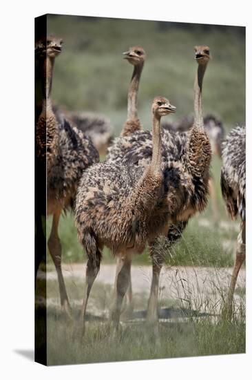Immature common ostrich (Struthio camelus), Kgalagadi Transfrontier Park, South Africa, Africa-James Hager-Stretched Canvas