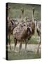 Immature common ostrich (Struthio camelus), Kgalagadi Transfrontier Park, South Africa, Africa-James Hager-Stretched Canvas