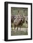 Immature common ostrich (Struthio camelus), Kgalagadi Transfrontier Park, South Africa, Africa-James Hager-Framed Photographic Print