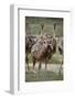 Immature common ostrich (Struthio camelus), Kgalagadi Transfrontier Park, South Africa, Africa-James Hager-Framed Photographic Print