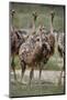 Immature common ostrich (Struthio camelus), Kgalagadi Transfrontier Park, South Africa, Africa-James Hager-Mounted Photographic Print