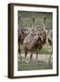 Immature common ostrich (Struthio camelus), Kgalagadi Transfrontier Park, South Africa, Africa-James Hager-Framed Photographic Print