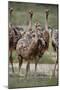 Immature common ostrich (Struthio camelus), Kgalagadi Transfrontier Park, South Africa, Africa-James Hager-Mounted Photographic Print