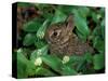 Immature Cottontail Rabbit, New York, USA-Art Wolfe-Stretched Canvas