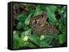 Immature Cottontail Rabbit, New York, USA-Art Wolfe-Framed Stretched Canvas