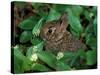 Immature Cottontail Rabbit, New York, USA-Art Wolfe-Stretched Canvas