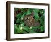 Immature Cottontail Rabbit, New York, USA-Art Wolfe-Framed Photographic Print