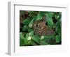 Immature Cottontail Rabbit, New York, USA-Art Wolfe-Framed Photographic Print