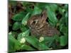 Immature Cottontail Rabbit, New York, USA-Art Wolfe-Mounted Photographic Print