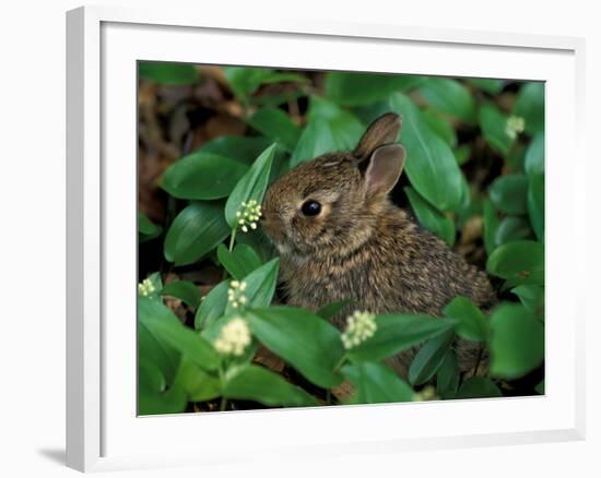 Immature Cottontail Rabbit, New York, USA-Art Wolfe-Framed Photographic Print