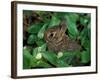 Immature Cottontail Rabbit, New York, USA-Art Wolfe-Framed Photographic Print