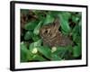 Immature Cottontail Rabbit, New York, USA-Art Wolfe-Framed Photographic Print