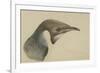 Immature Emperor Penguin, McMurdo Strait, 6 Feb, 1904-Edward Adrian Wilson-Framed Giclee Print